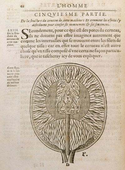 Die Struktur des Gehirns, aus De Homine Figuris von Rene Descartes (1596-1650) veröffentlicht in Den Haag, 1662 von French School