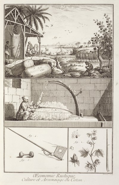 Der Anbau von Baumwolle, aus der Enzyklopädie von Denis Diderot (1713-84), graviert von A. Provost (fl.1834-55), um 1760 von French School