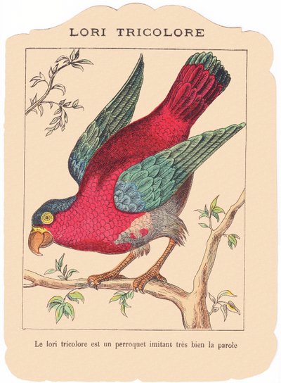 Der dreifarbige Lory ist ein Papagei, der sehr gut sprechen imitiert., Ende 19. Jahrhundert von French School