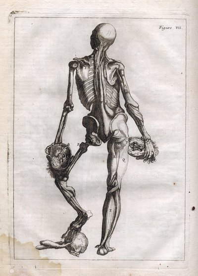 Diese Figur kann die Neugierde derjenigen befriedigen, die den entblößten Körper bis auf die Knochen sehen wollen - Gravur in „Abstrakte Anatomie, angepasst an die Künste der Malerei und Bildhauerei“ von French School