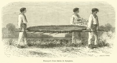 Transport eines Nymphaea-Blattes von French School