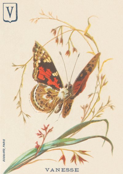 Vanesse (Vanessa cardui oder Distelfalter) von French School