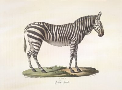 Weibliches Zebra, aus Histoire Naturelle des Mammifères von French School
