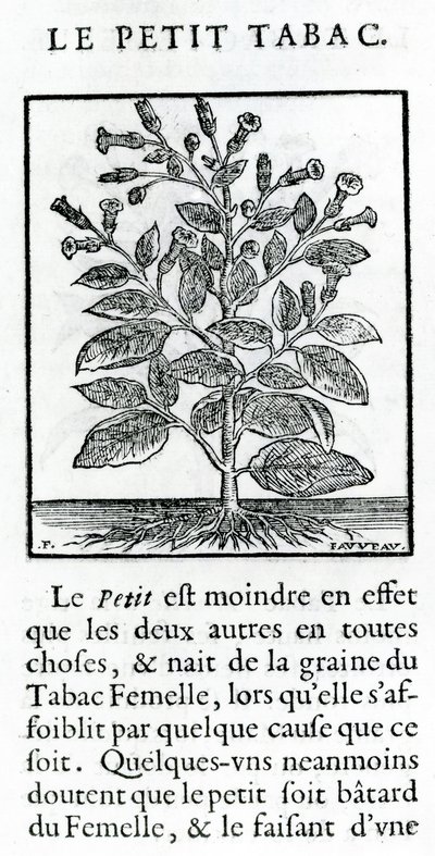Le Perit Tabac, Illustration aus Discours du Tabac von Jean Le Royer de Prade, 1671 von French School