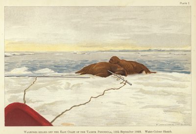 Walrosse, getötet vor der Ostküste der Taimyr-Halbinsel von Fridtjof Nansen