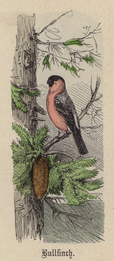 Gimpel (kolorierte Gravur) von Friedrich Specht
