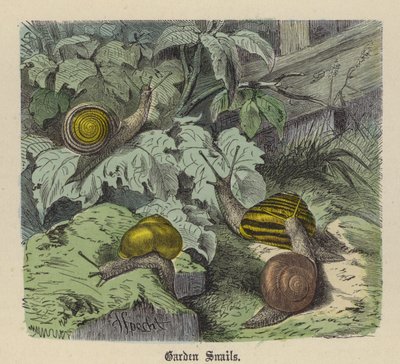 Gartenschnecken von Friedrich Specht