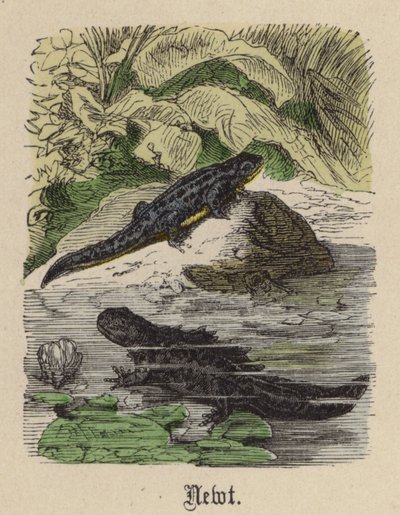 Molch (kolorierte Gravur) von Friedrich Specht