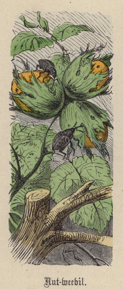 Nussrüssler von Friedrich Specht