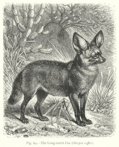 Der Langohrfuchs (Otocyon Caffer) von Friedrich Specht