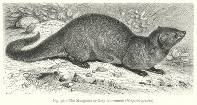 Der Mungo oder Graue Ichneumon (Herpestes Griseus) von Friedrich Specht