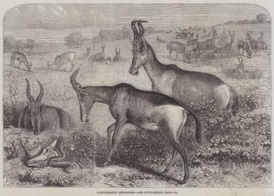 Hartebeest-Antilopen von Friedrich Wilhelm Keyl