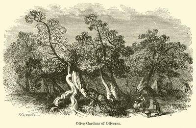 Olivenhaine von Oliveras von G. F. Sargent