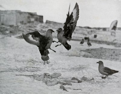 Skua-Möwen kämpfen um etwas Blubber, 1911, 1913 von G. Murray Levick