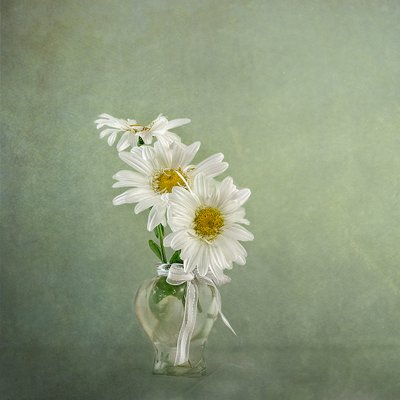 Weiße Gänseblümchen in Vase von Gaille Gray
