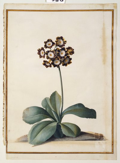 Eine violett gesprenkelte Aurikel von Georg Dionysius Ehret