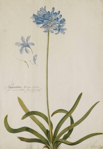 Agapanthus von Georg Dionysius Ehret