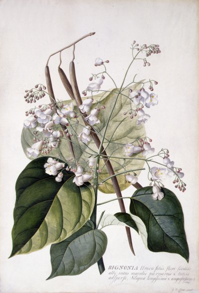 Bignonie von Georg Dionysius Ehret
