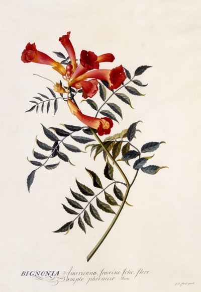 Bignonia Americana von Georg Dionysius Ehret