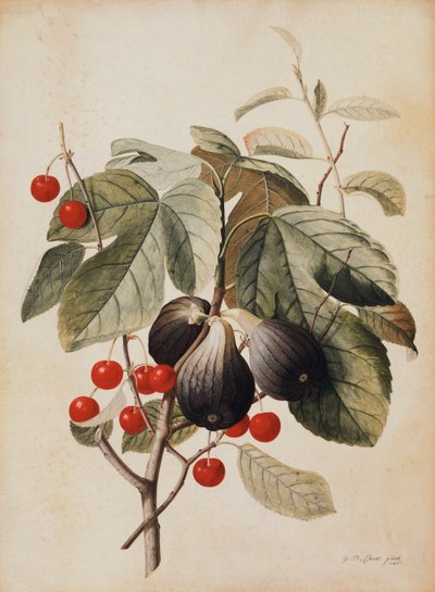 Feigen und Kirschen, 1747 von Georg Dionysius Ehret