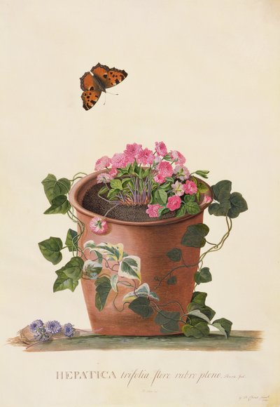 Hepatica trifolia (Nobilis), 1745 von Georg Dionysius Ehret