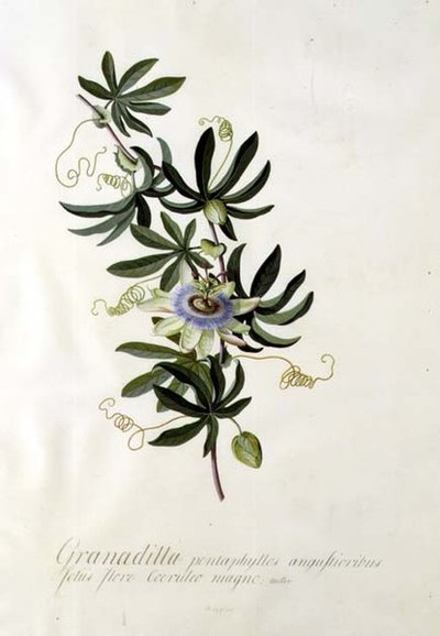 Passionsblume von Georg Dionysius Ehret