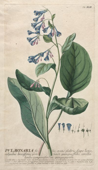 Plantae Selectae: Nr. 42 - Pulmonaria von Georg Dionysius Ehret