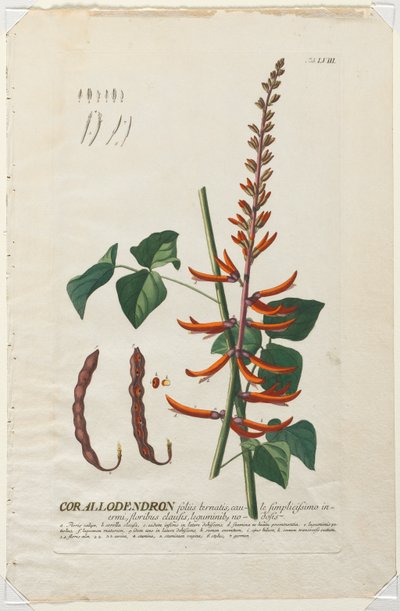 Plantae Selectae: Nr. 58 - Corallodendron von Georg Dionysius Ehret