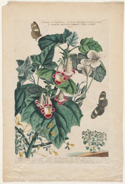 Plantae et Papiliones rariores: Martynia von Georg Dionysius Ehret