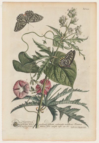 Seltene Pflanzen und Schmetterlinge: Nr. 7 von Georg Dionysius Ehret