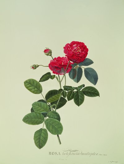Rosa: Holoferica multiplex (Park Parade) von Georg Dionysius Ehret