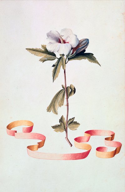 Weißer Hibiskus von Georg Dionysius Ehret