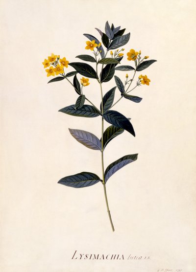 Gelbe Lysimachia, ca. 1760 von Georg Dionysius Ehret
