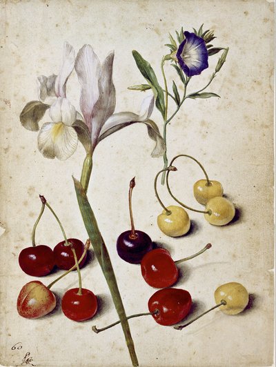 Spanische Iris, Prunkwinde und Kirschen von Georg Flegel