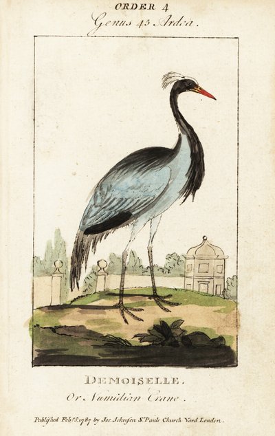 Jungfernkranich oder Numidischer Kranich, Grus virgo von George (after) Edwards