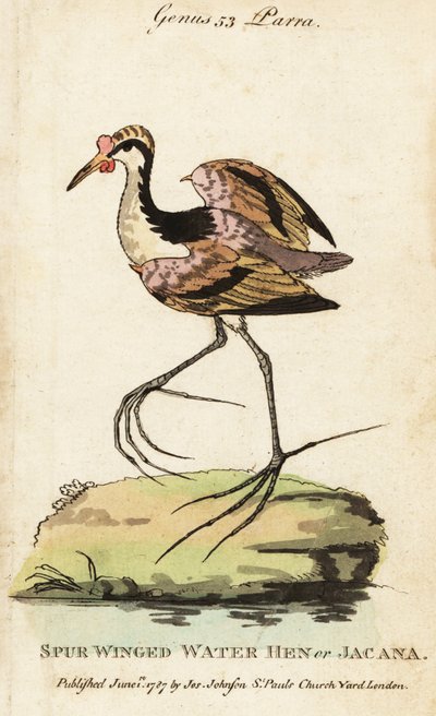 Blatthühnchen, Jacana jacana von George (after) Edwards