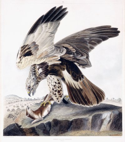Raufußbussard (Weibchen) von George (after) Shield