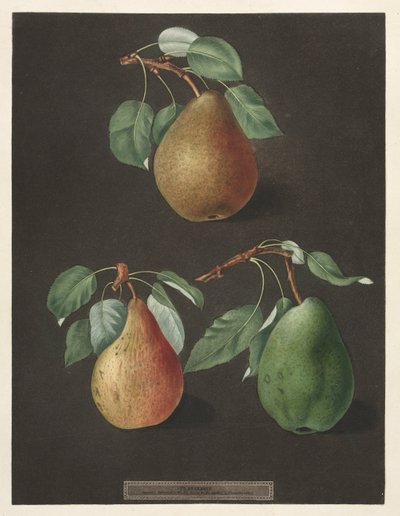 Pomona Britannica: Nr. 82 - Birnen, 1807 von George Brookshaw