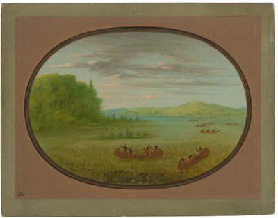 Wildreis sammeln - Winnebago von George Catlin