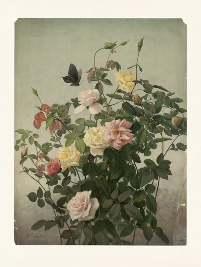Rosen von George Cochran Lambdin