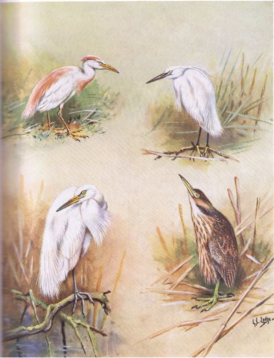 Rinderreiher, Seidenreiher, Silberreiher, Amerikanischer Rohrdommel von George Edward Lodge