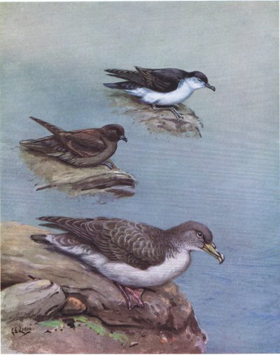 Madeira-Sturmtaucher, Bulwer-Sturmtaucher, Atlantik-Sturmtaucher von George Edward Lodge