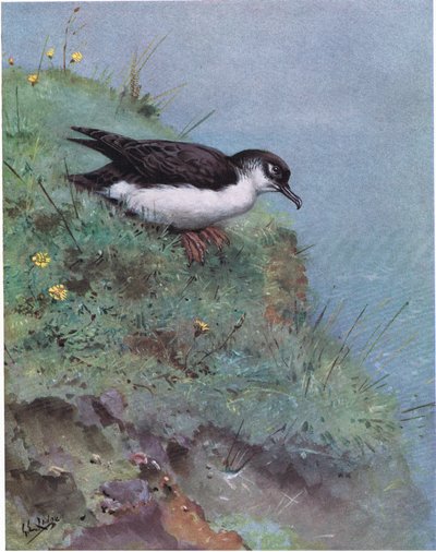 Manx-Sturmtaucher von George Edward Lodge