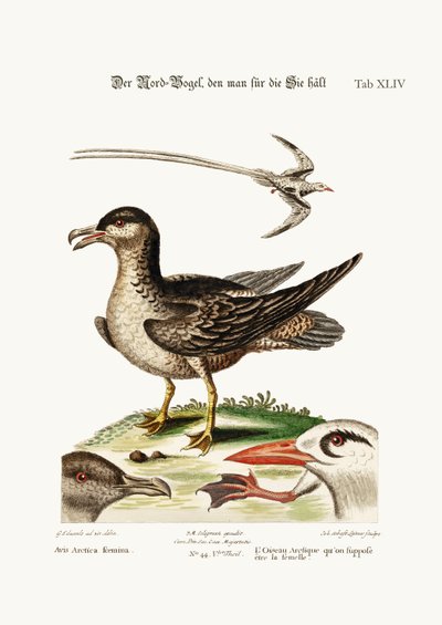 Der arktische Vogel, vermutlich die Henne. Der tropische Vogel, 1749-73 von George Edwards