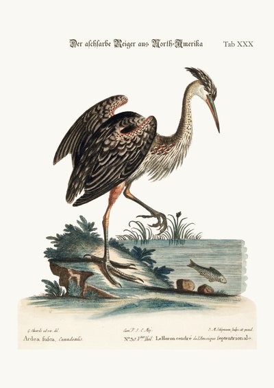 Der aschfarbene Reiher aus Nordamerika, 1749-73 von George Edwards