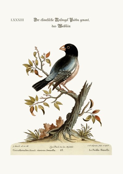 Der Reisvogel von George Edwards