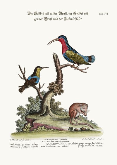 Der Rotbrustkolibri, der Grünkehlkolibri und die Haselmaus, 1749-73 von George Edwards