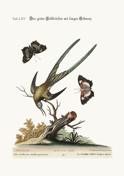 Der langschwänzige grüne Kolibri, 1749-73 von George Edwards