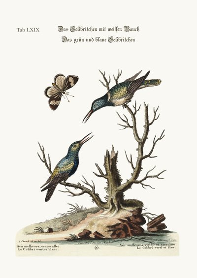 Der weißbauchige Kolibri. Der grüne und blaue Kolibri, 1749-73 von George Edwards