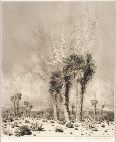 Frühling, Paradise Valley, Arizona von George Elbert Burr